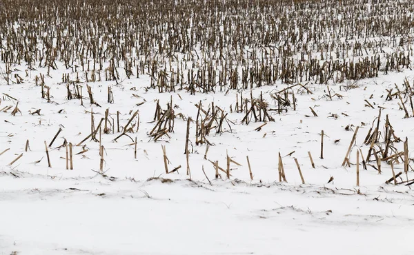 Nieve Tumbada Después Última Nevada Campo Temporada Invierno — Foto de Stock