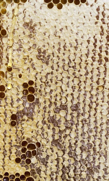 Гексагональна Форма Медоносних Сіток Закритих Бджолами Зберігання Їжі Зиму Крупним — стокове фото