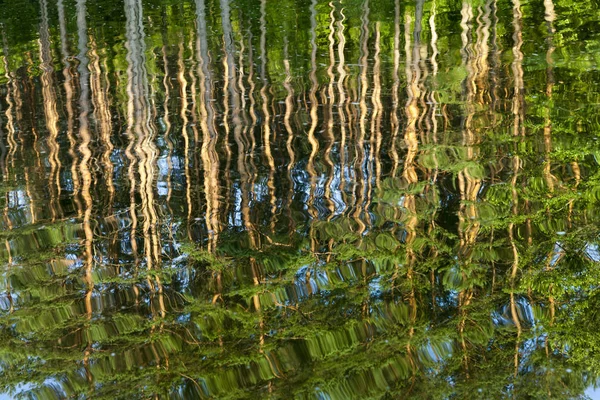 Vlnitý Povrch Vody Jezeře Kterém Stejně Jako Zrcadle Odrážejí Kmeny — Stock fotografie