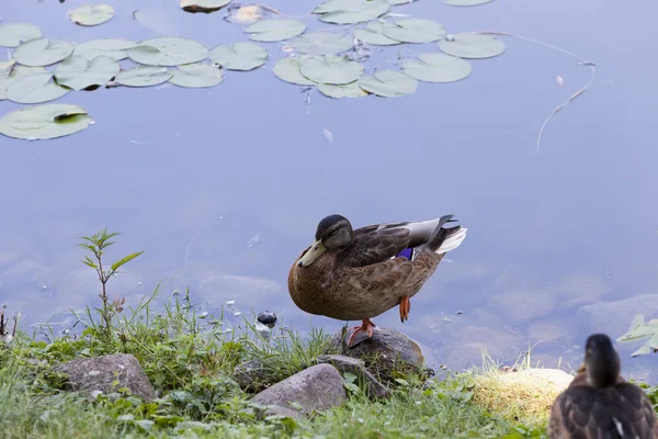 Anatra Adagiata Una Roccia Sulla Riva Lago Con Acqua Sporca — Foto Stock