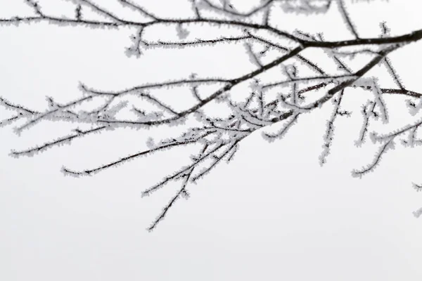 冬には落葉樹の長い枝に裸の木が雪と霜で覆われ — ストック写真