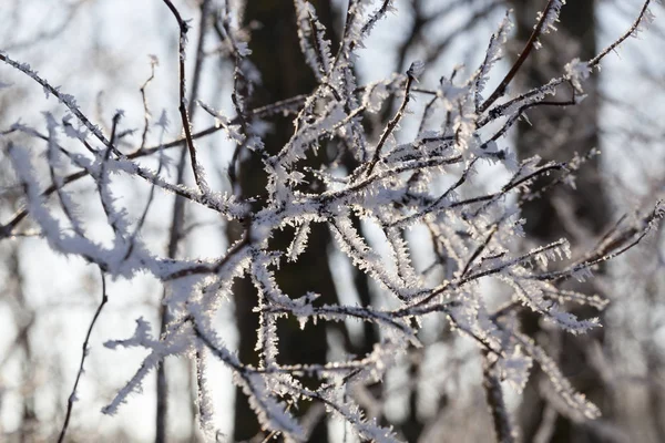 Luz Del Sol Bosque Caducifolio Con Árboles Nieve Hielo Con — Foto de Stock