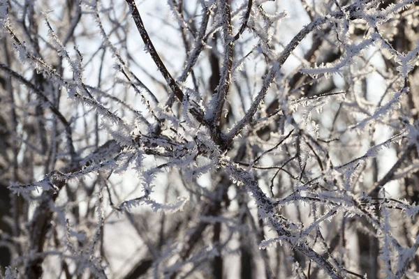 Zonlicht Een Loofbos Met Bomen Sneeuw Ijs Met Vorst Ochtendlicht — Stockfoto