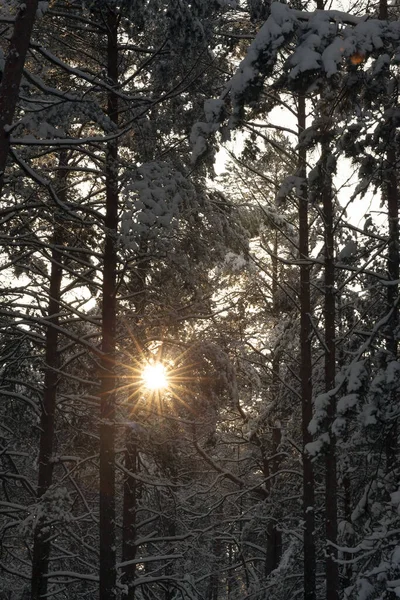 Pinos Temporada Invierno Durante Puesta Del Sol Primer Plano Luz — Foto de Stock