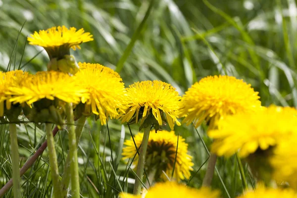 Group Yellow Dandelions Growing Clearing Greens — Stock Photo, Image