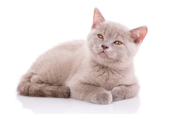 Scottish Straight Kitten Gato Color Canela Cocina Con Gran Interés — Foto de Stock