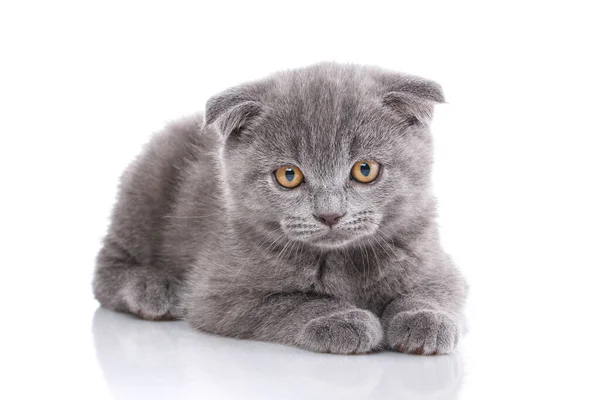 Scottish Krotnie Ładny Kotek Interesujący Kociak Który Patrzy Przód Kot — Zdjęcie stockowe