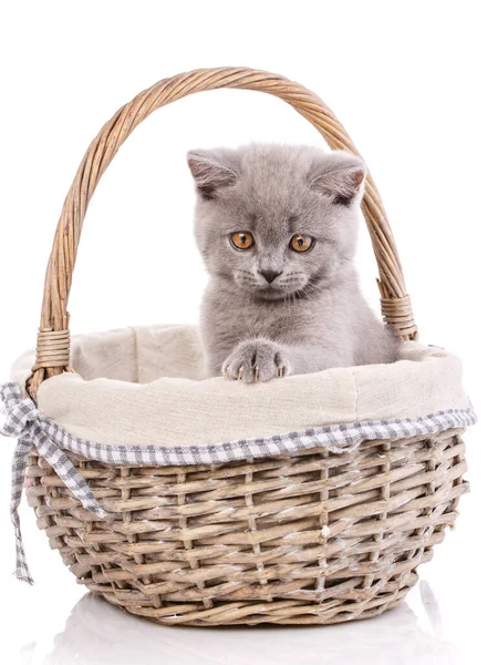 Scottish Straight Kitten Gato Color Crema Encender Una Cesta Aislada — Foto de Stock