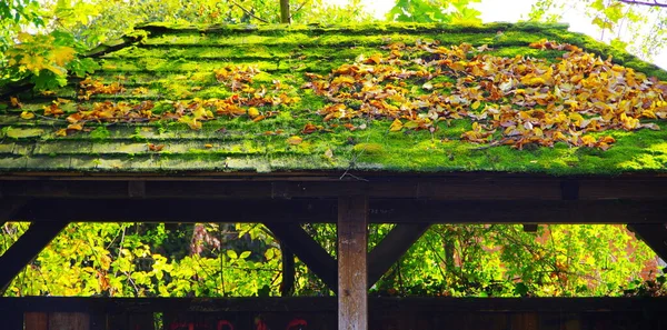 Schöne Bunte Herbstblätter — Stockfoto