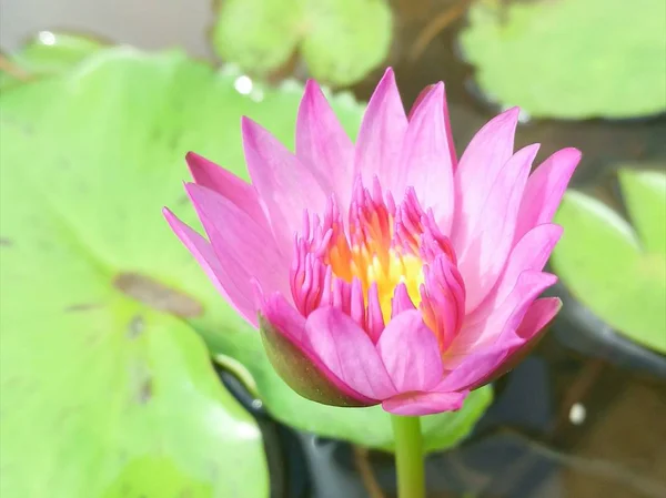 Die Rosa Lotusblume Hintergrund — Stockfoto