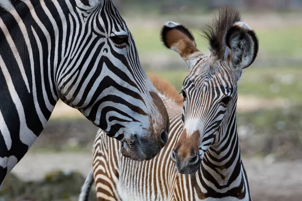 Old Young Zebra — Stock Photo, Image