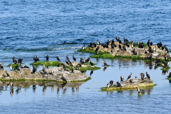 Grupo Grande Cormorant Mar Baltic Varrido — Fotografia de Stock