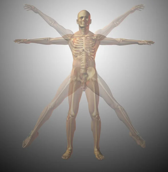 Anatomical Vitruvian Man Ray Rendering — Stock Photo, Image