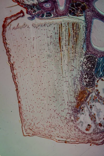 Książka Płuco Pająka Ogrodowego Pod Mikroskopem 100X — Zdjęcie stockowe