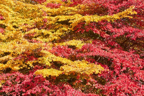 Arbres Automne Avec Feuillage Rouge Jaune — Photo