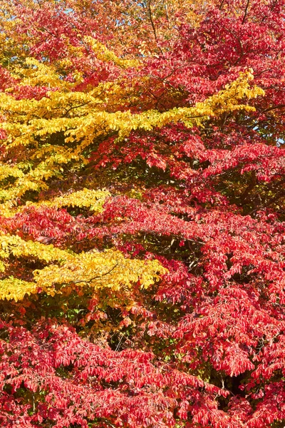 Arbres Automne Avec Feuillage Rouge Jaune — Photo