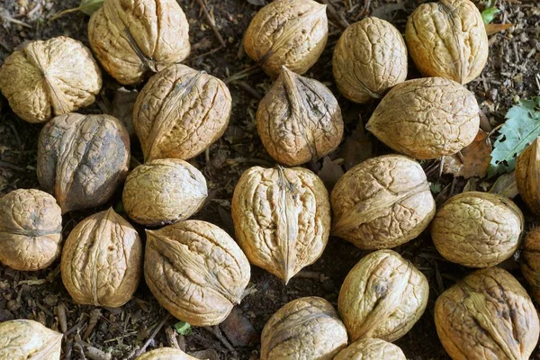 Lot Walnuts Lying Forest Floor — Stock Photo, Image