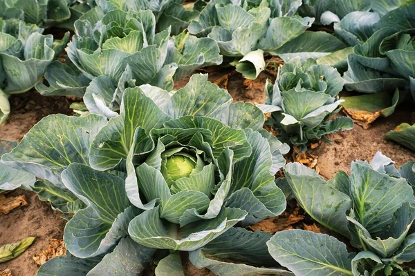 Grand Champ Légumes Avec Chou Blanc — Photo