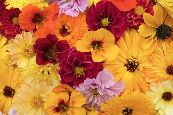 花园花卉的花卉背景在黄色和红色色调 金盏花 大丽花 鲁德贝克亚 宇宙和鼻祖 — 图库照片