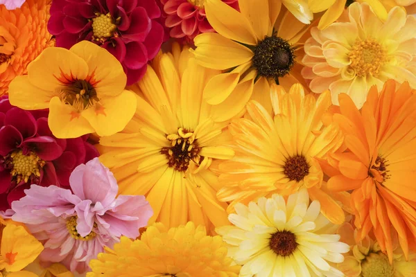 黄色金盏花的花纹 鲁德贝基亚 纳图腾 粉红色的大丽花和宇宙作为花卉背景 — 图库照片