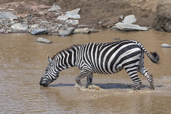 Stepowa Zebra Equus Quagga Lub Rafra Rzece Masai Mara Powiat — Zdjęcie stockowe