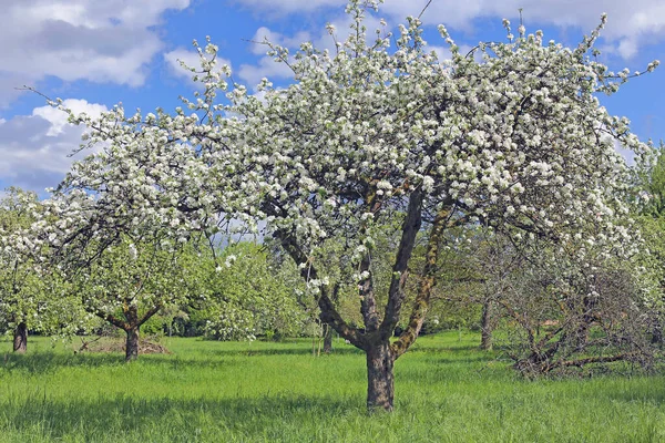 Almafák Szétszórt Gyümölcsréten Áprilisban — Stock Fotó