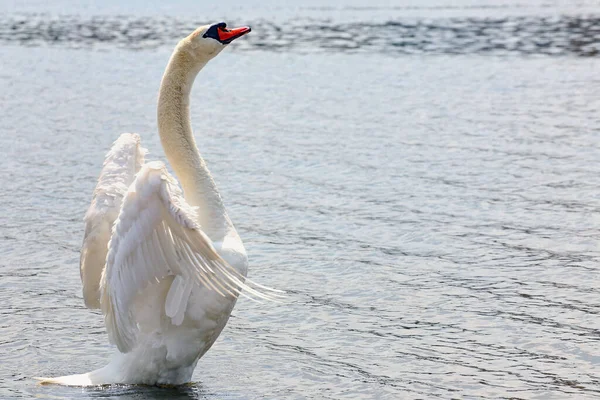 Swan Cygnus Olor Wants Impress — Stock Photo, Image