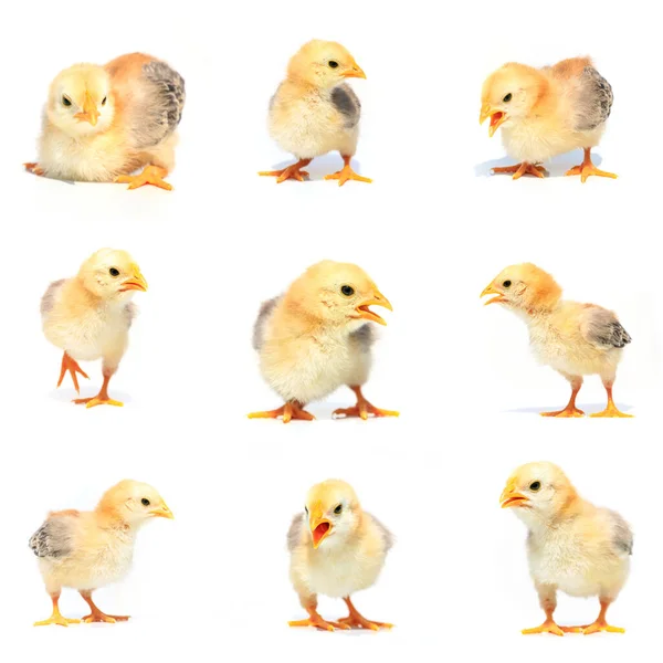 Collage Beautiful Little Chickens — Stock Photo, Image