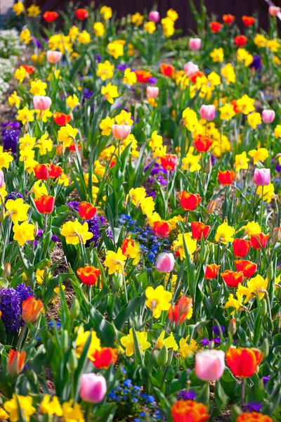 カラフルなチューリップ春の花 — ストック写真