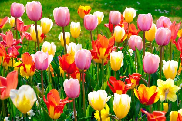 Colourful Tulips Spring Flowers — Stock Photo, Image