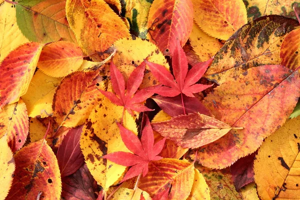 Beautiful Colorful Autumn Foliage — Stock Photo, Image