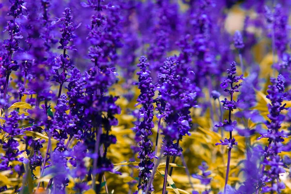 Piękna Flora Ogrodzie Przyroda — Zdjęcie stockowe