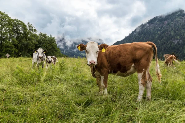 Vaca Pastar Altitude Elevada Allgau Baviera Alemanha — Fotografia de Stock