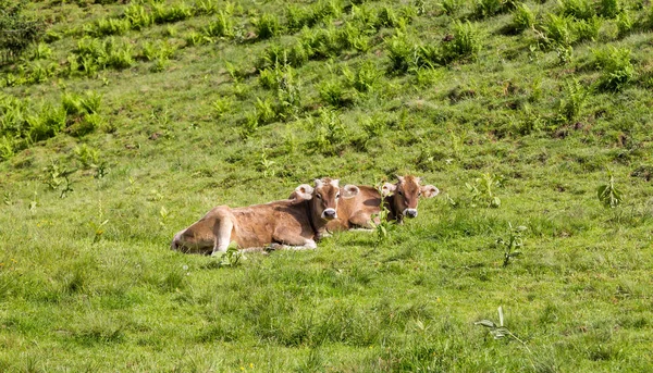 Коровы Лежащие Горном Лугу Альпах Бавария Германия — стоковое фото
