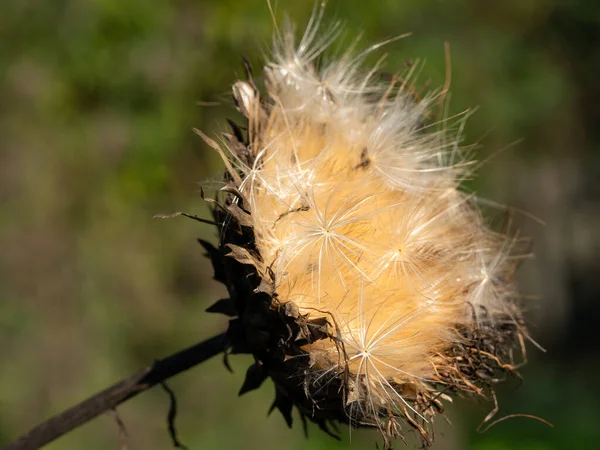 Articsóka Cynara Cardunculus Őszi Fényben Száradó Virág — Stock Fotó