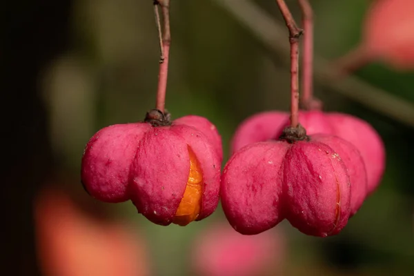 Федль Euonymus Feldeus Крупный План Плодов Осенью — стоковое фото