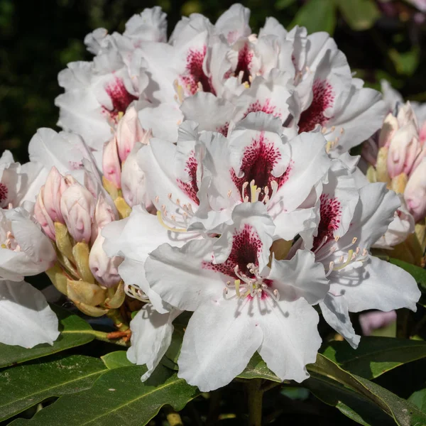 Picobelo Hybrid Różanecznik Rhododendron Hybrydowy Bliska Głowy Kwiat — Zdjęcie stockowe