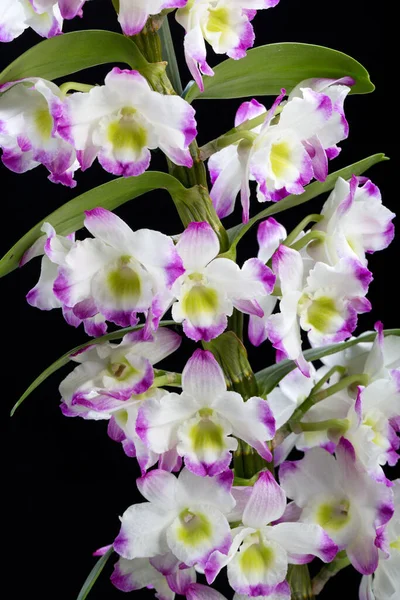 Orquídeas Híbridas Dendrobium Isolado Preto — Fotografia de Stock