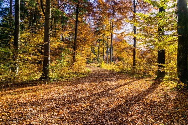 Hiking Autumn Forest — Stock Photo, Image