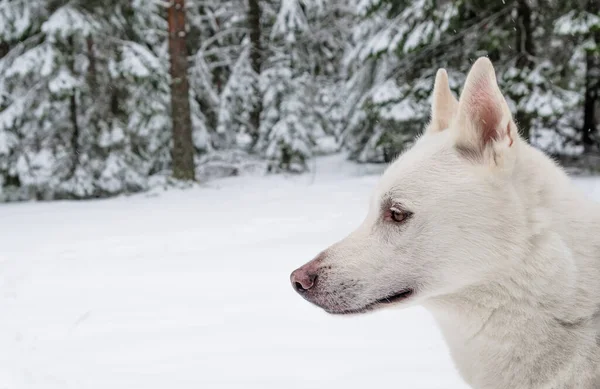 Muzzle White Husky Profil Közelkép — Stock Fotó