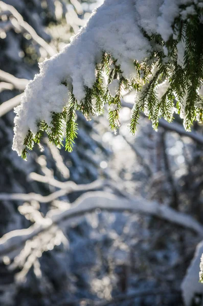 太陽の光に照らされた雪の下のトウヒの枝 — ストック写真