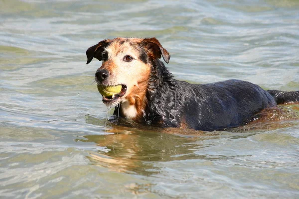 Denizde Oynayan Köpek — Stok fotoğraf