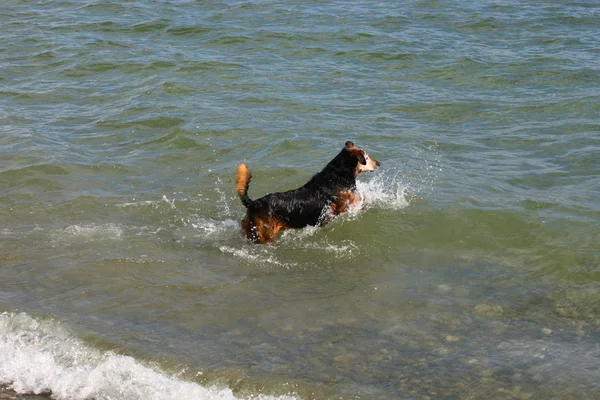 Dog Playing Sea — Stock Photo, Image
