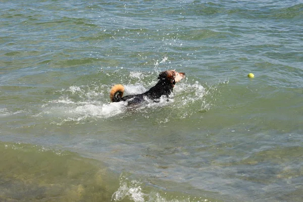 Pies Bawiący Się Morzu — Zdjęcie stockowe
