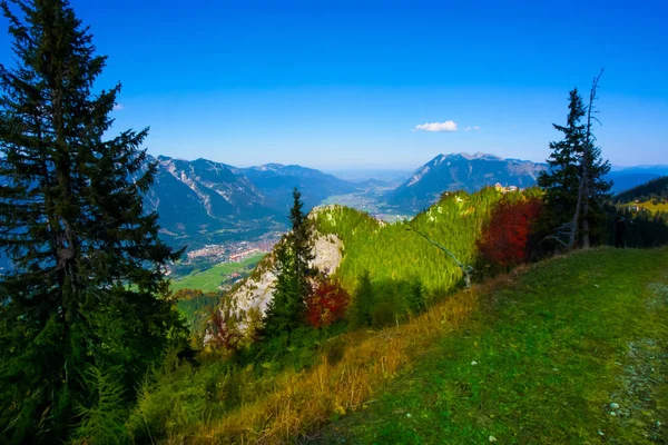 Forest Trees Foliage Nature — Stock Photo, Image