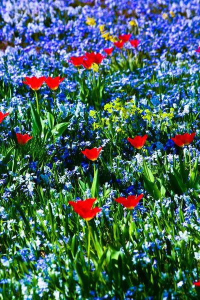 Close Beautiful Flower Field — Stock Photo, Image