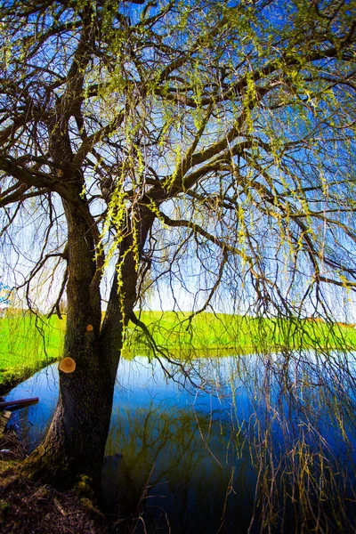 Baum Neben Dem See — Stockfoto