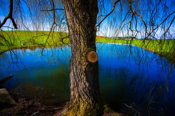 Árbol Junto Lago — Foto de Stock