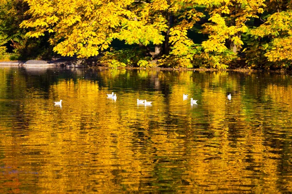 Árbol Junto Lago —  Fotos de Stock