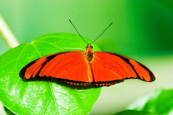 Close Borboleta Habitat Conceito Selvageria — Fotografia de Stock